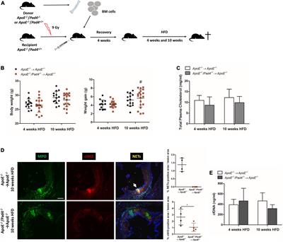 Peptidylarginine deiminase 4 deficiency in bone marrow cells prevents plaque progression without decreasing atherogenic inflammation in apolipoprotein E-knockout mice